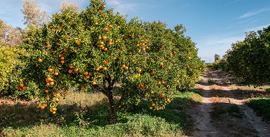 filiereproduttive-frutta-bannersticky-02-xl