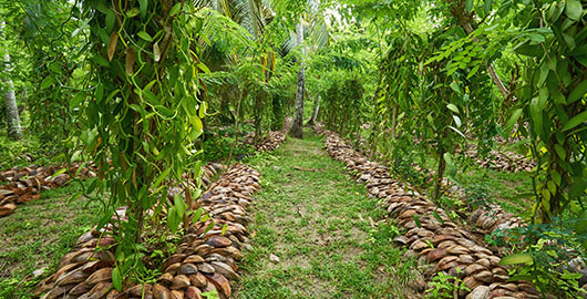 filiereproduttive-vaniglia-bannersticky-02-xl